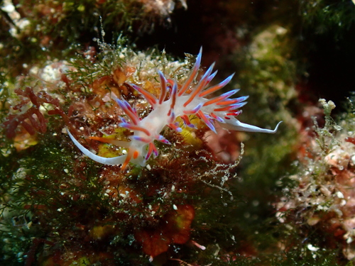 Cratena peregrina