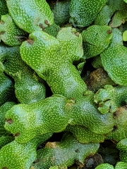 Marchantia chenopoda