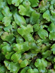Marchantia chenopoda