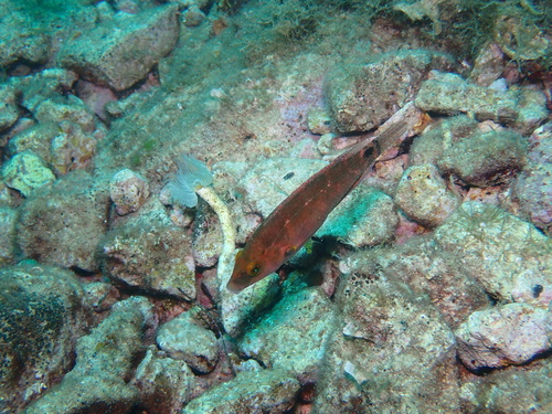 Symphodus mediterraneus