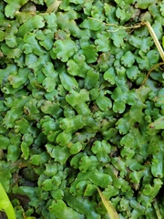 Marchantia chenopoda