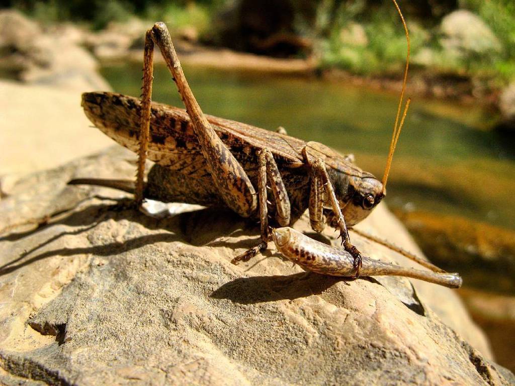 Anadrymadusa curvicercis