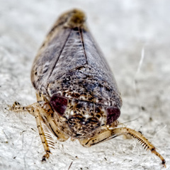 Allygidius atomarius