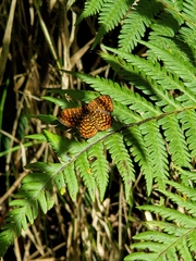 Antillea pelops