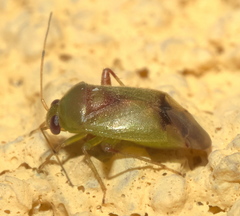 Dagbertus olivaceus