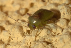 Dagbertus olivaceus