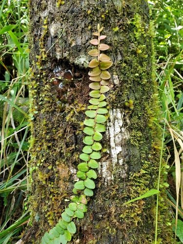 Marcgravia rectiflora