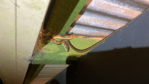 Brown Tree Snake sighting