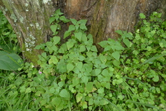 Parietaria debilis