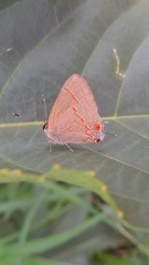 Arzecla tucumanensis