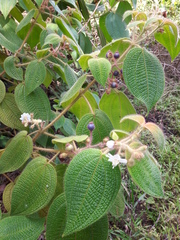 Miconia octona