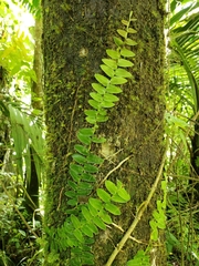 Marcgravia rectiflora