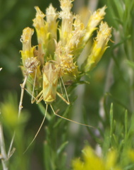 Phytocoris laevis
