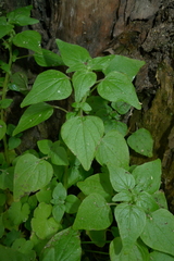 Parietaria debilis