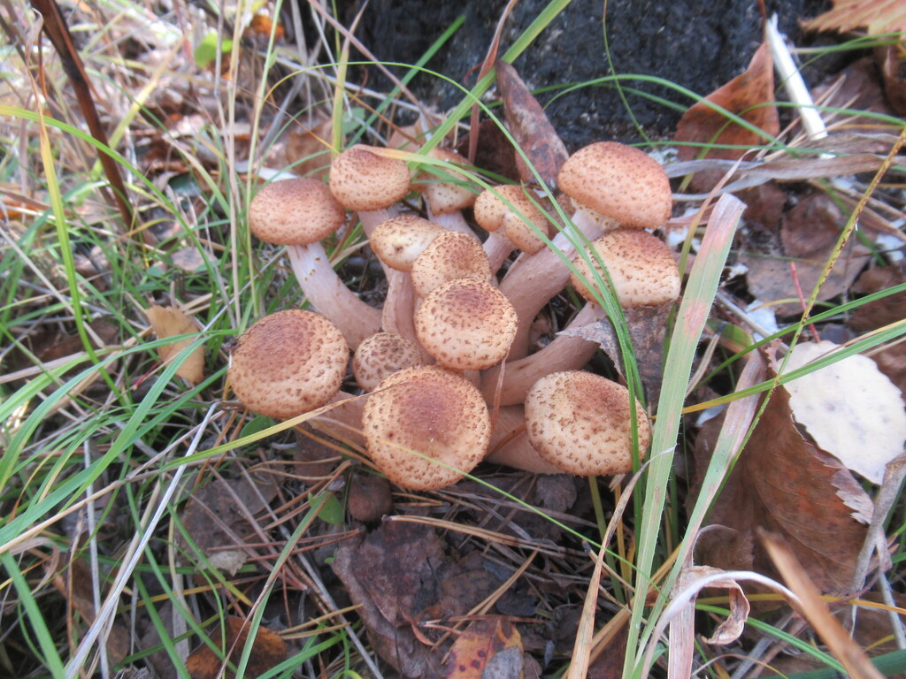 Armillaria borealis · September 2025 · photo: © smsergey (iNaturalist, cc-by-nc)