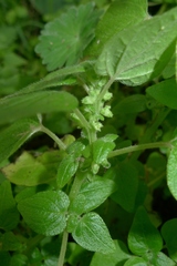 Parietaria debilis