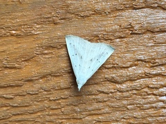 Macrochilo louisiana