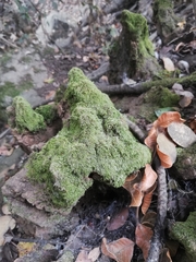 Thuidium peruvianum
