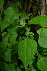 Parietaria debilis