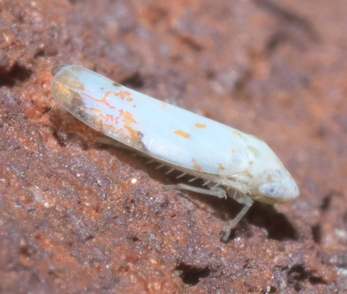 Eratoneura stephensoni photo 5