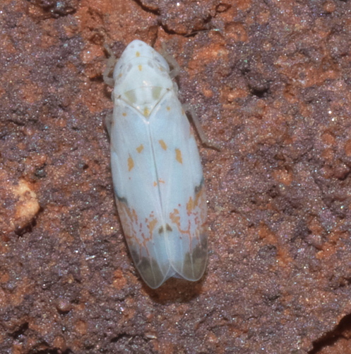 Eratoneura stephensoni photo 2
