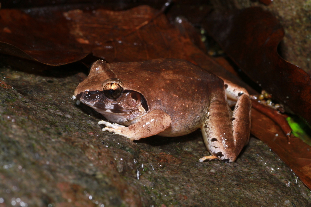 Bangkong dammerman (Limnonectes dammermani)
