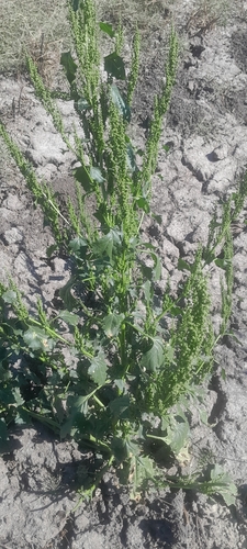 Upright Goosefoot (Oxybasis urbica)