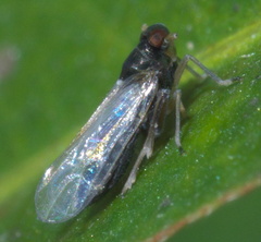 Isodelphax basivitta
