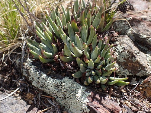 Dudleya pauciflora