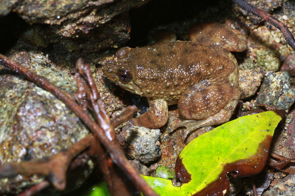 Flores Oriental Frog