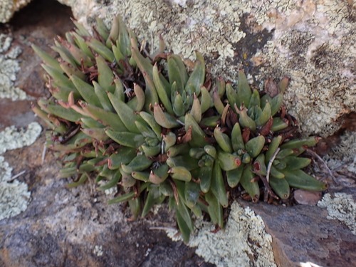 Dudleya pauciflora