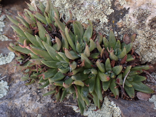 Dudleya pauciflora