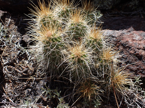Echinocereus pacificus