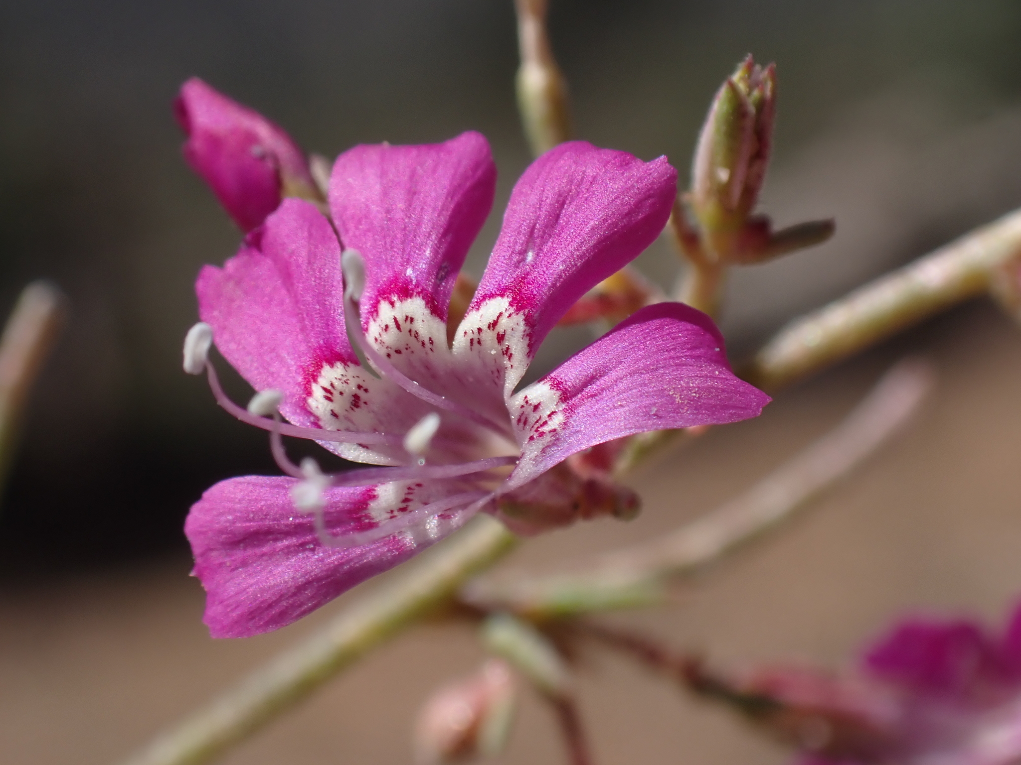Baja California Ipomopsis (Ipomopsis effusa)