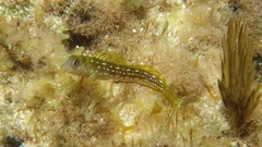 Cape Verde Rockskipper photo 2