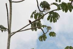 Galbalcyrhynchus leucotis