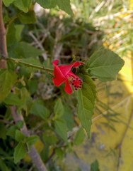 Malvaviscus penduliflorus