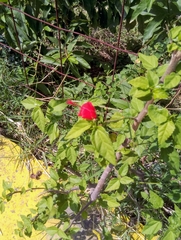 Malvaviscus penduliflorus