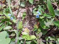 Commelina diffusa diffusa