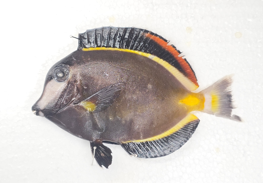 Japan surgeonfish (Acanthurus japonicus) — Acanthuridae