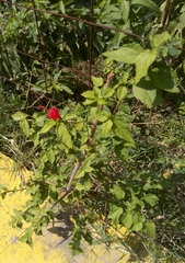 Malvaviscus penduliflorus