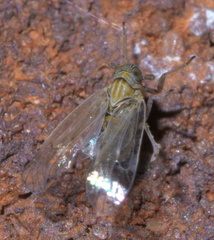 Javesella pellucida