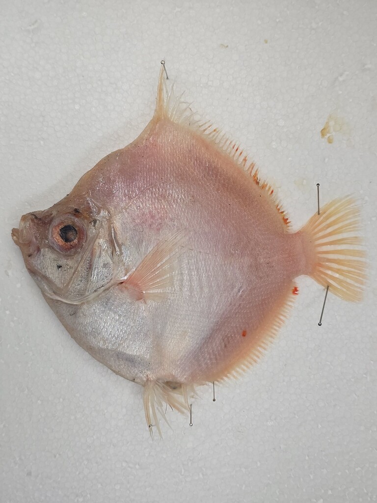 Deepbody boarfish (Antigonia capros) — Caproidae