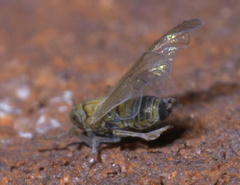 Javesella pellucida