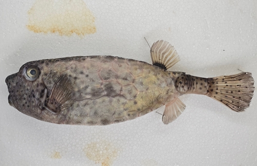 Hoornsnuit-koffervis (Ostracion rhinorhynchos) — Ostraciidae — 2