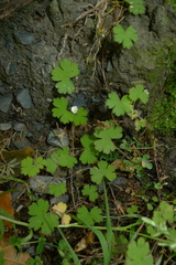 Geranium microphyllum