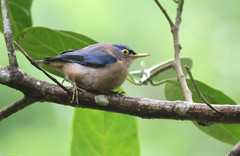 Sulphur-Billed Nuthatch photo 2