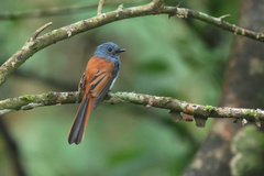 Visayan Fantail photo 1