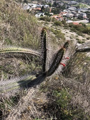 Borzicactus sepium