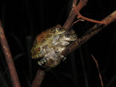 Dendropsophus acreanus